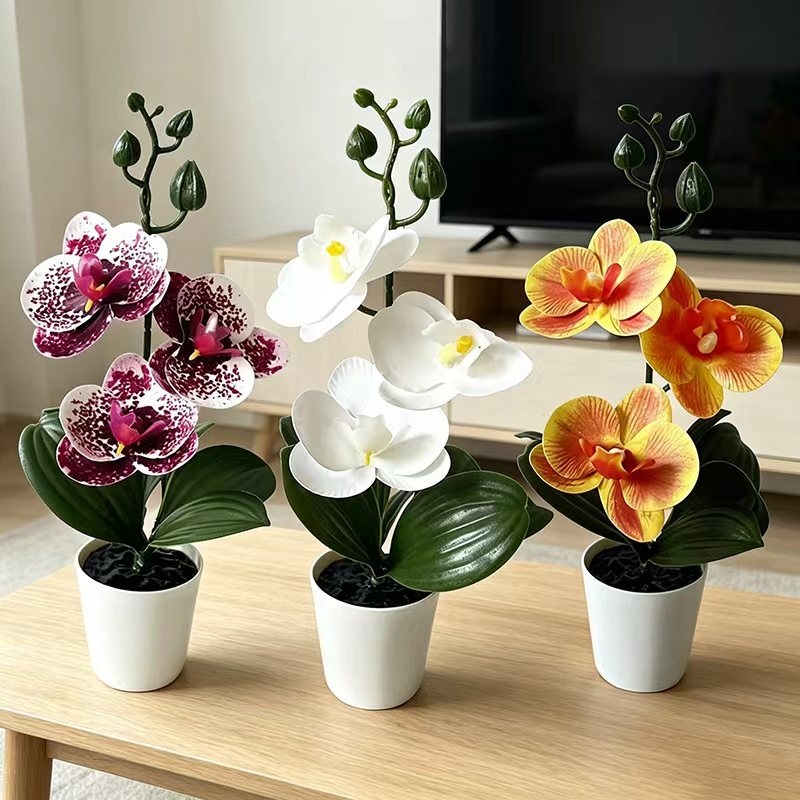 Orchid Potting Mix - Mini orchidée papillon en pot avec