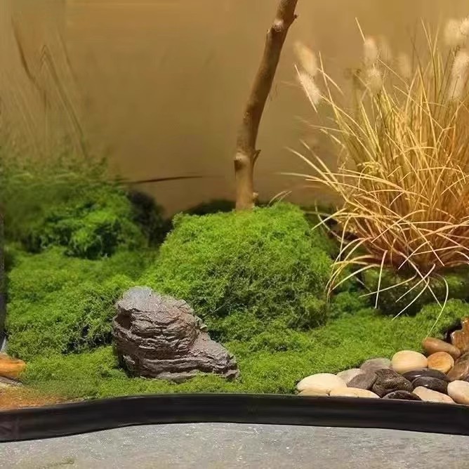 200g de mousse éternelle pour  - Orchid Potting Mix avis et prix