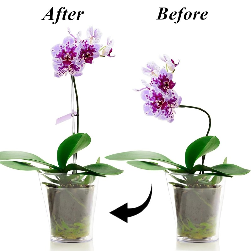 Tuteurs transparents réutilisa - Orchid Potting Mix avis et prix